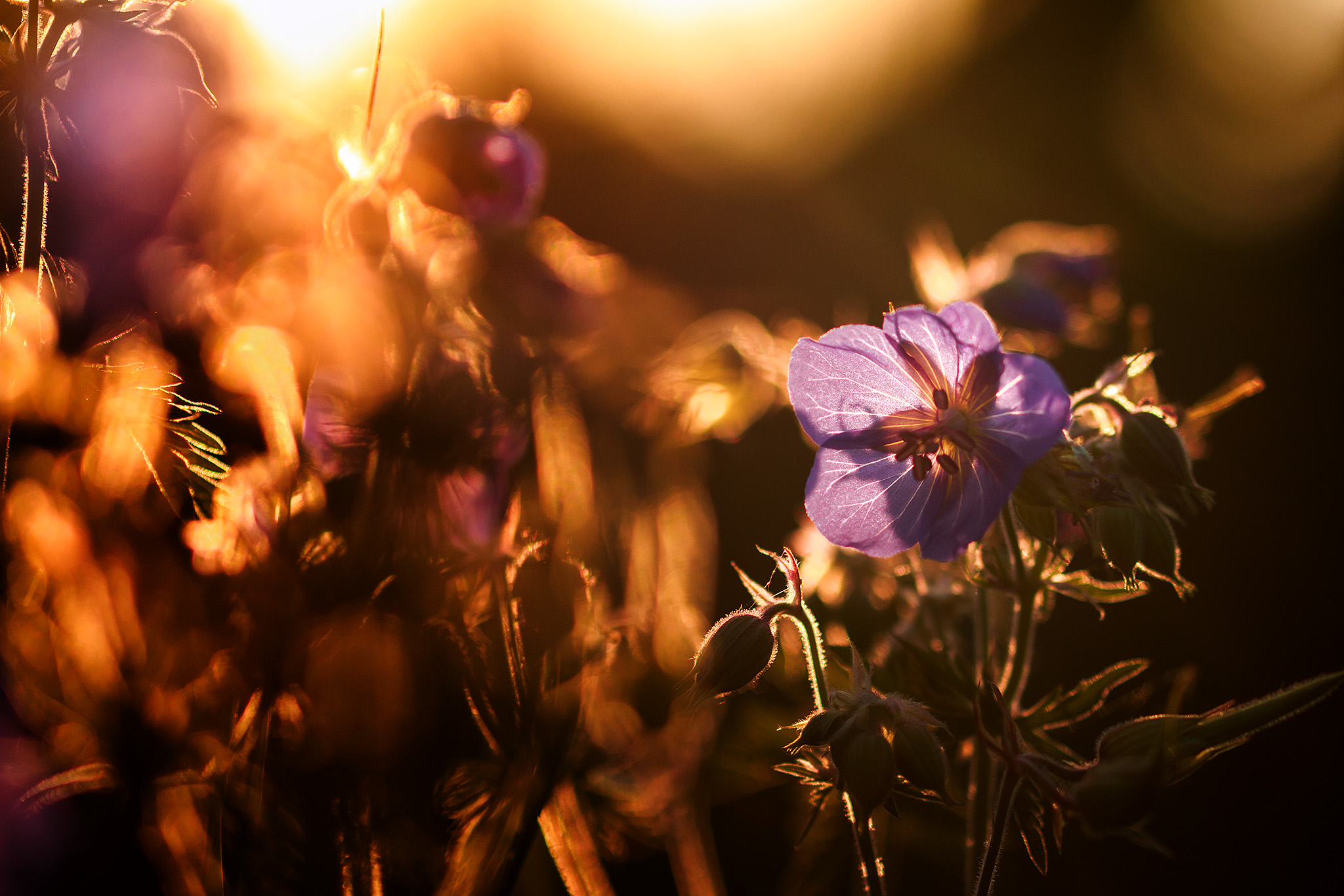 Blume bei Sonnenaufgang