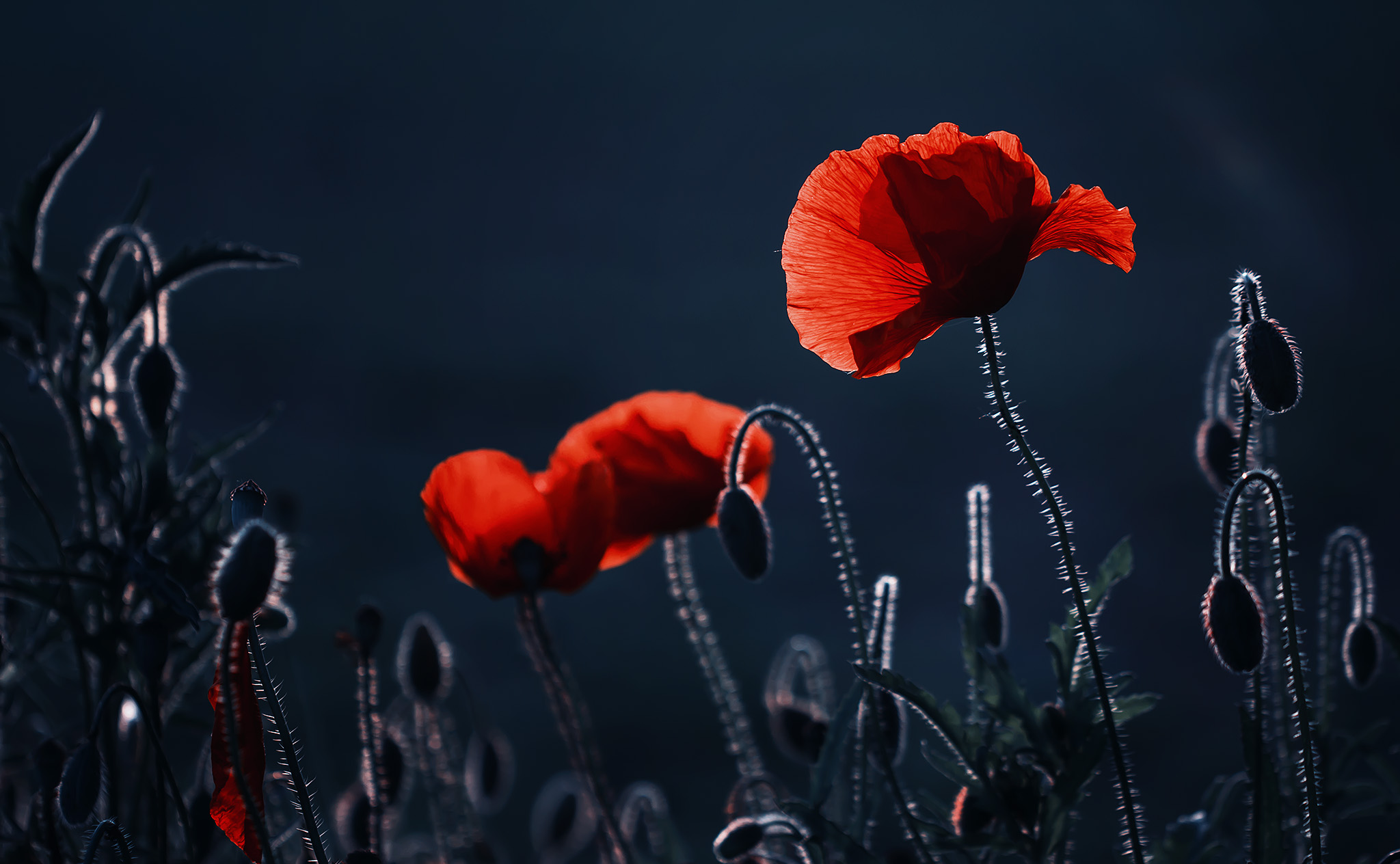 Mohn im Gegenlicht