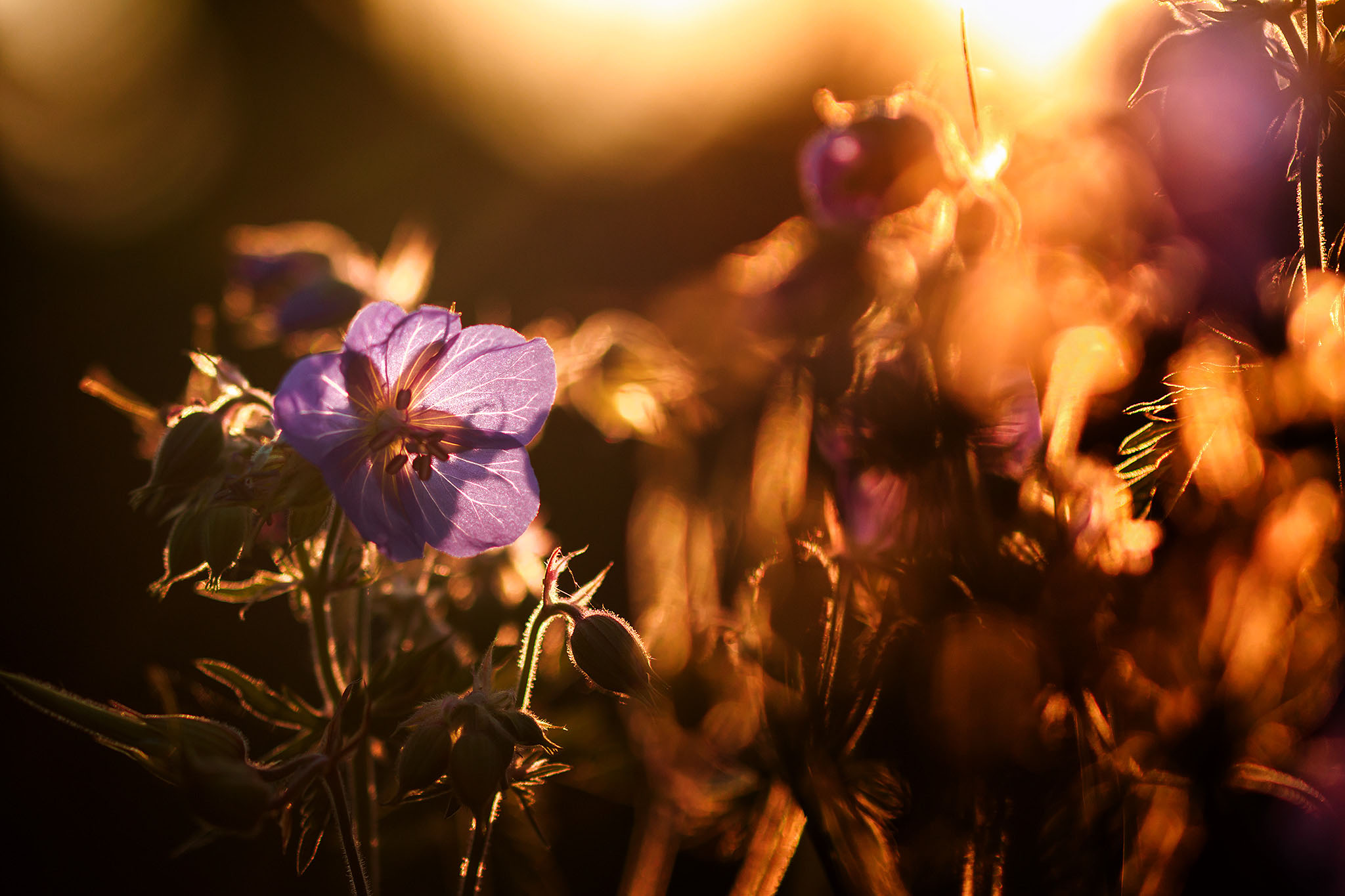 Blumen im Sonnenaufgang